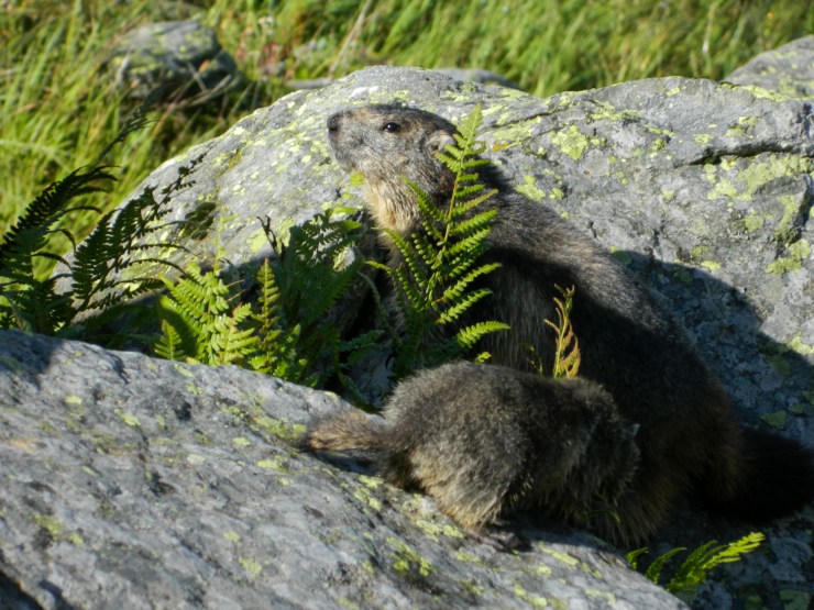 LRM_EXPORT_20170822_211041